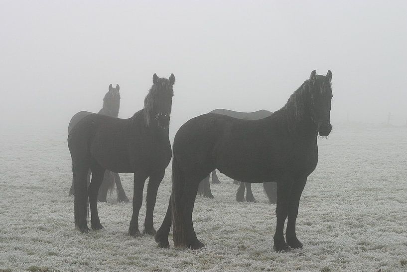 horses in the fog by Herman Peters