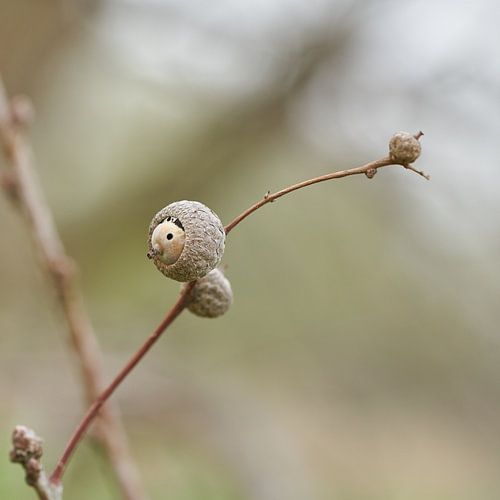 Glands d'un chêne pédonculé