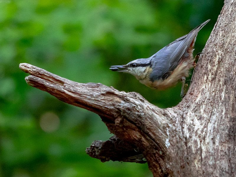 nuthatch by Henri van Rheenen