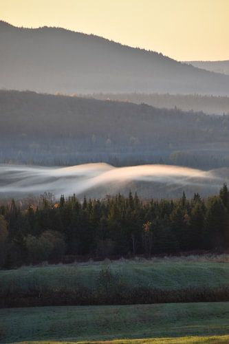 Een mist op een herfstochtend