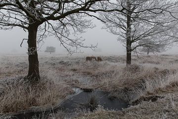 Hooglanders in de mist