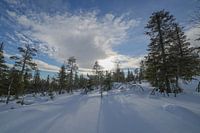 Winter wonderland!