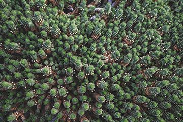 Groene cactus familie