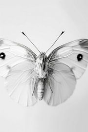 Schmetterling von Poster Art Shop