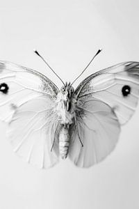 Schmetterling