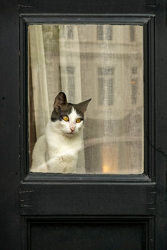 Katten Blik. In Zwart-wit