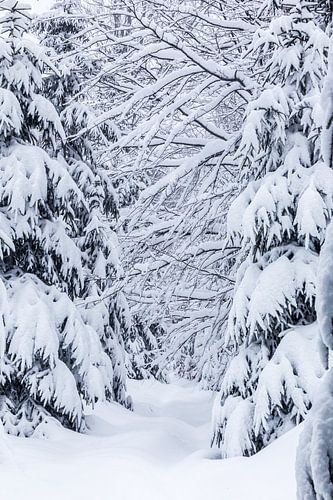 L'hiver dans la forêt bavaroise