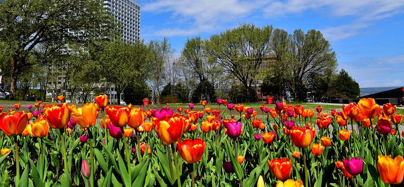 Parliament's gardens in spring by Claude Laprise