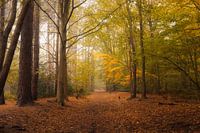Goldener Herbst