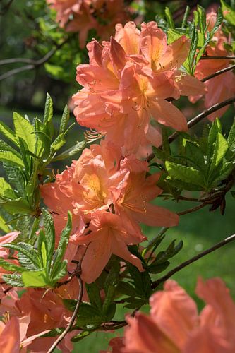 Bloeiende rododendron in het zonlicht