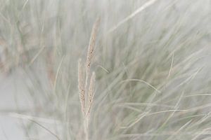 Beach Grass in the Wind, Dutch Dunes sur DsDuppenPhotography