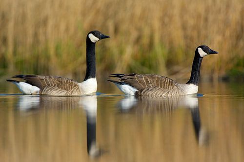 2 Canadese ganzen in spiegeling