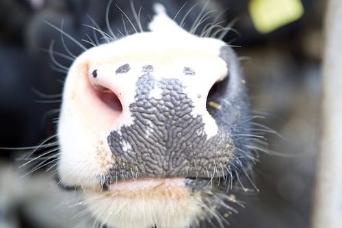 museau de vache sur StudioFocus