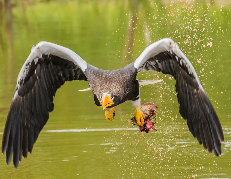 Stellerscher Seeadler im Flug von Stephan Scheffer