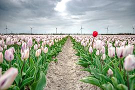 Donkere wolken boven een tulpenveld