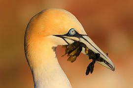 Jan van Gent von Joost van Doorn