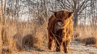 Schotse Hooglander in Winterse omgeving