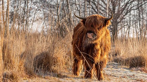 Schottischer Highlander in winterlicher Umgebung