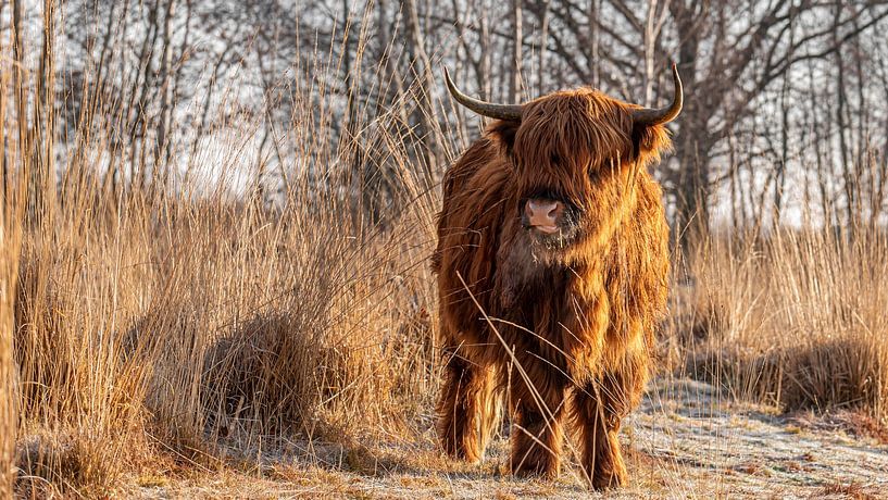 Highlander écossais dans un environnement hivernal par Danielle de Graaf