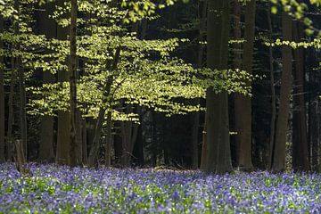 Fresh green leaves of beech and purple of wild hyacinth by Menno Schaefer