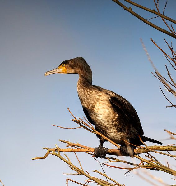Cormorant by Loek Lobel