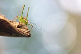grasshopper by Marko Sarcevic