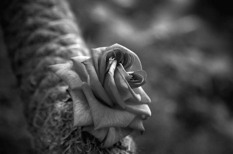 Rose en noir et blanc par Ben van Sambeek