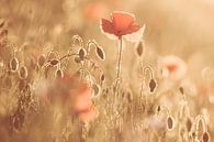 Poppy by Nancy van Verseveld thumbnail