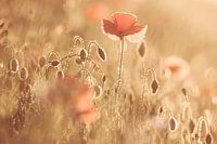 Poppy