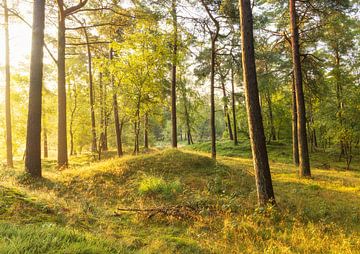 Zonsopkomst Dwingelderveld (Drenthe) van Marcel Kerdijk