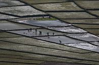 Spiderweb ricefields, Flores, Indonesia van Anne Ponsen thumbnail