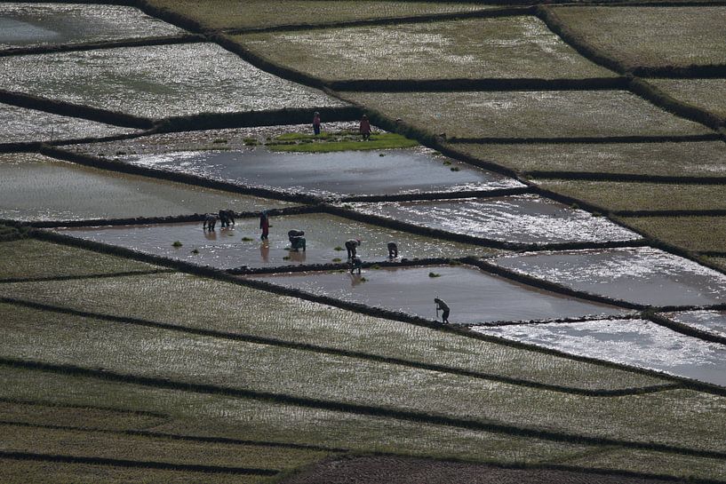 Spiderweb ricefields, Flores, Indonesia van Anne Ponsen