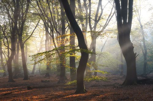 Zonneharpen tijdens herfst in het Speulderbos