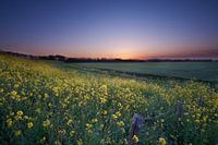 Field with yellow flowers