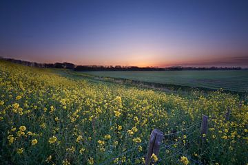 Champ avec des fleurs jaunes sur Etienne Rijsdijk