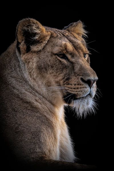 Lions : Portrait d'une belle lionne par Marjolein van Middelkoop