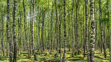 Birch forest