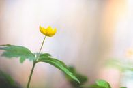 Yellow Wood Anemone by Carola Schellekens thumbnail