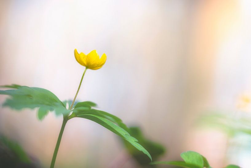 Yellow Wood Anemone by Carola Schellekens