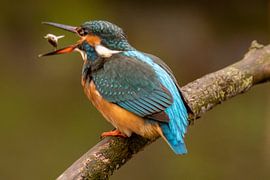 Ijsvogel met vliegende vis by Arie Jan van Termeij