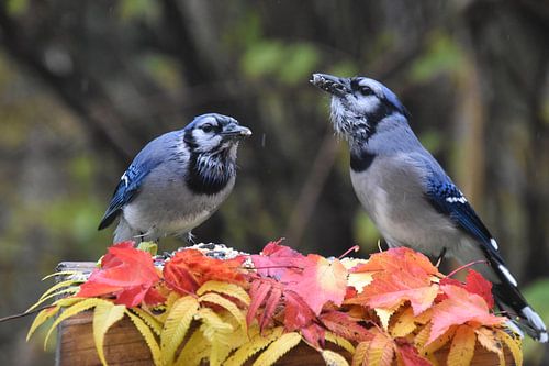 Blauwe gaaien bij de voedertafel in de tuin