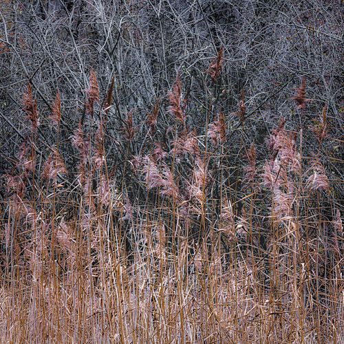 Die Einfachheit von Schilfrohr