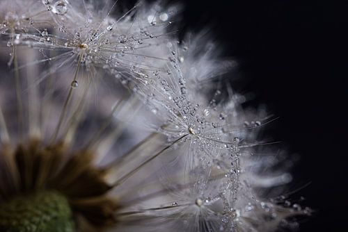 Waterdruppels op de witte pluisjes van een paardenbloem