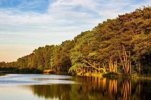 Bäume am Prerowstrom in Prerow