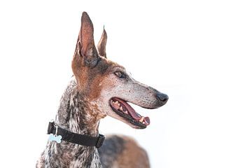 Portret van een hond van het Podenco Canario ras
