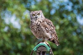 Eule von Bernardine de Laat