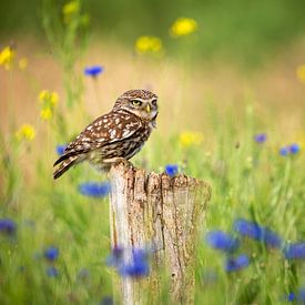 Little owl between the cornflowers by Caroline van der Vecht