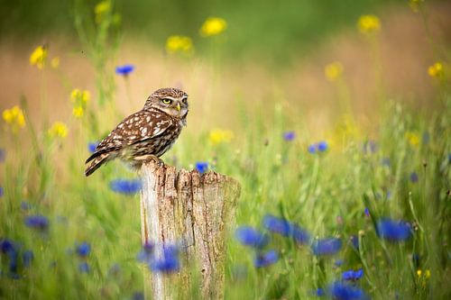Steinkauz zwischen den Kornblumen