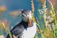Puffin Scotland by Kees Ham thumbnail