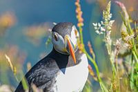 Puffin Scotland